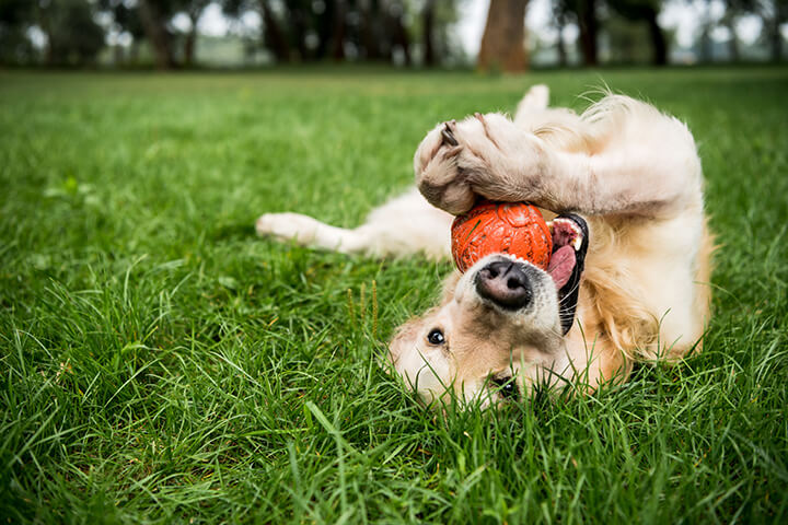 how to keep your dog mentally and physically stimulated