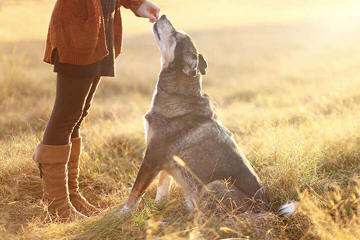 Can you use a dog whistle to call your dog?