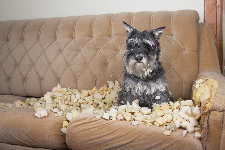 dog chewing the couch out of boredom