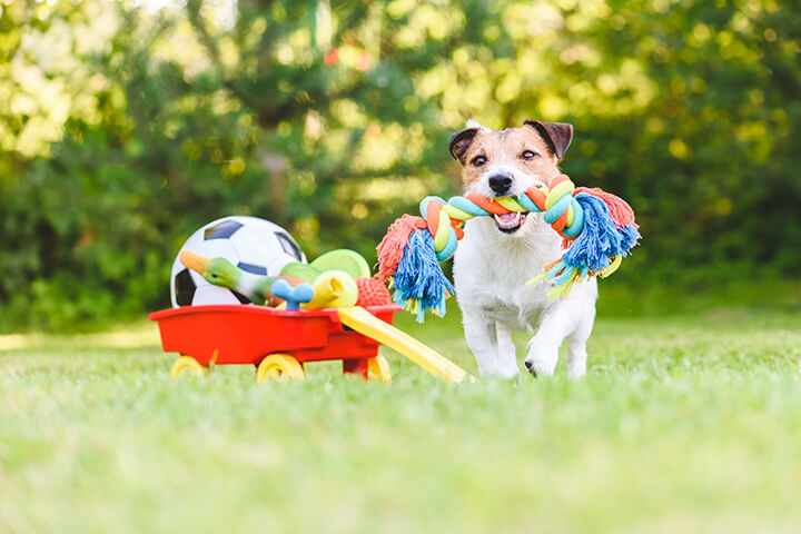 giving a dog a toy to chew on helps stop bad behavior