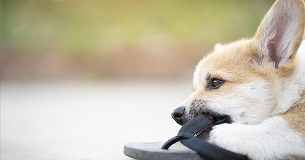 how to stop a dog or puppy from chewing your shoes