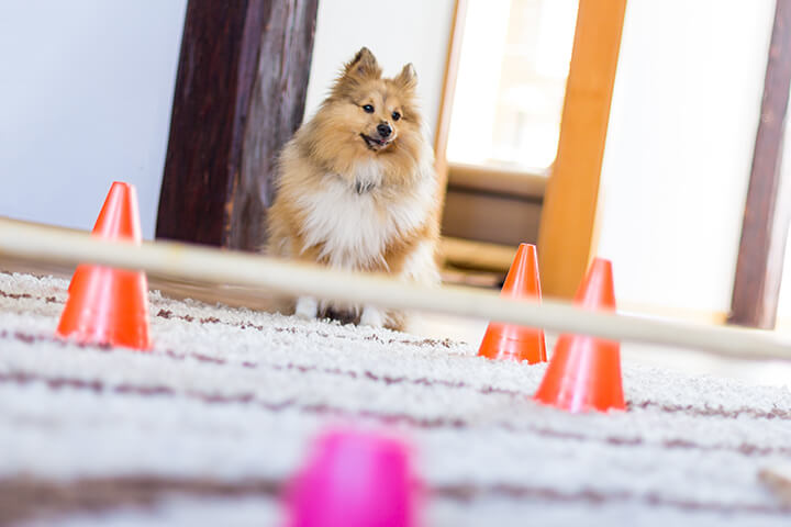 Indoor agility course to tire out your dog on a rainy day