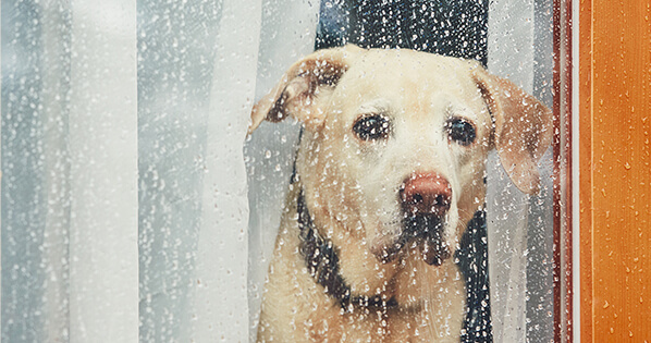 three games and activities to play with your dog on a rainy day