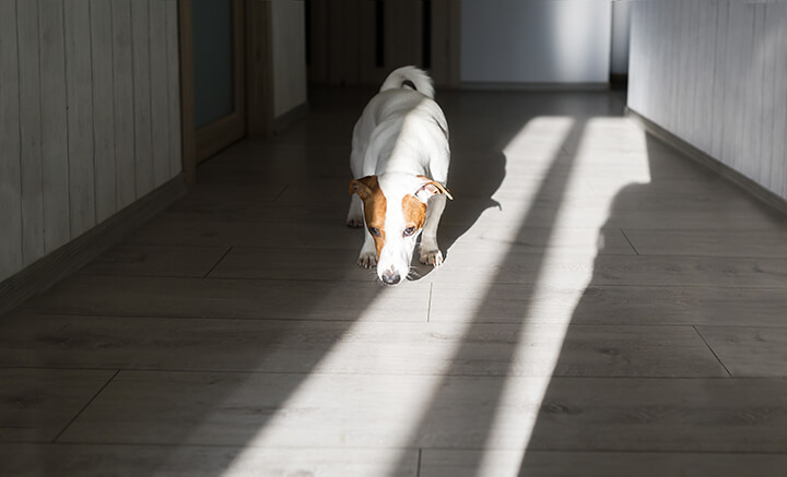 https://craftycanineclub.com/wp-content/uploads/2019/12/training-your-dog-to-use-their-nose-indoors.jpg