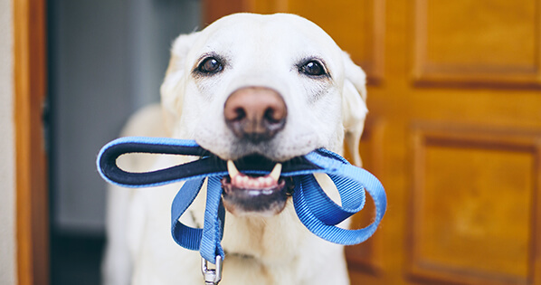 These are some of the best collars, leashes, beds, and more for your dog!