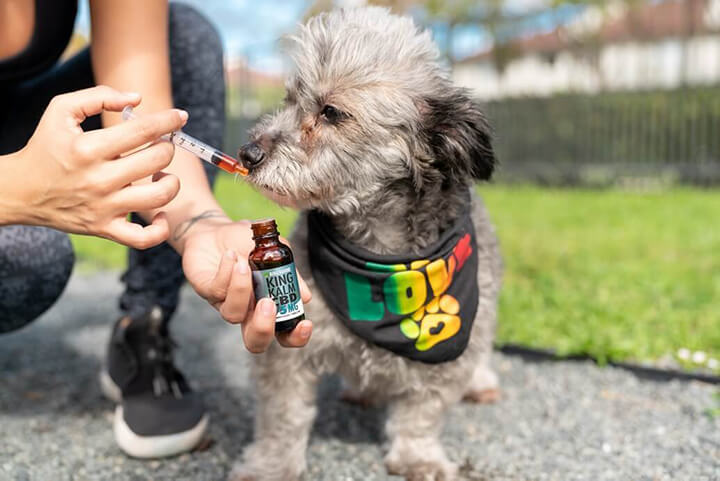 The science and benefit of CBD oil for dogs