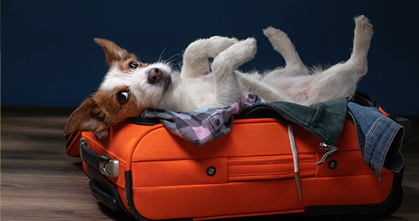 choosing the best boarding option for your dog
