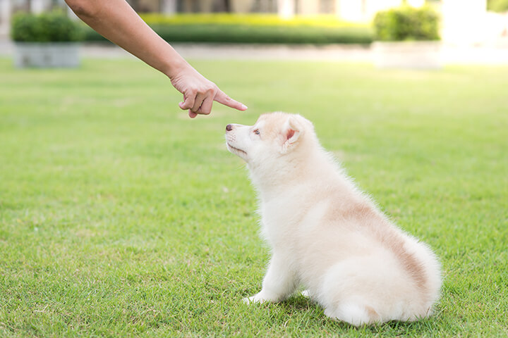 Using your voice and energy to teach your dog