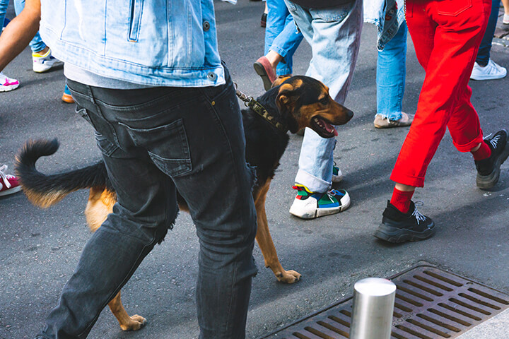 Dog walking calmly through a crowd