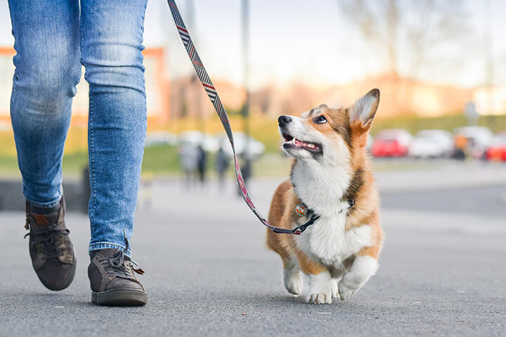 Loose leash walking for akc canine good citizen test
