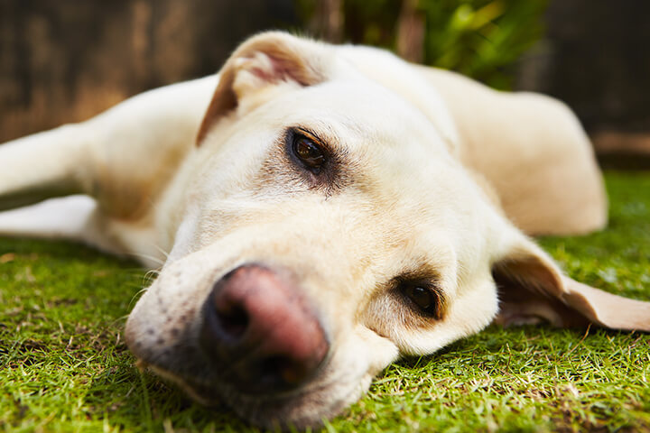 Dogs may eat grass because they are bored