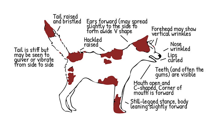 dog showing dominant and aggressive body language