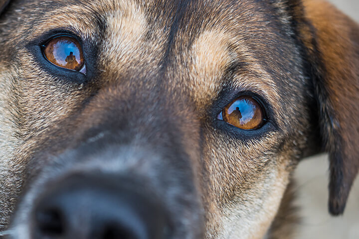 how to read dog body language by looking at their eyes