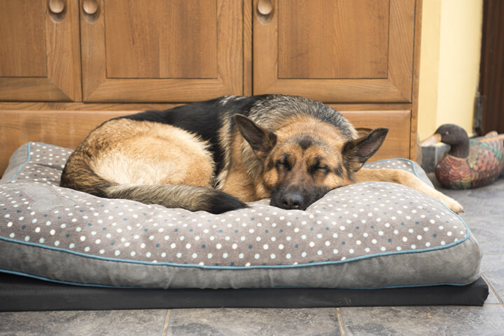 Dog beds and crates can help a dog learn to calm down