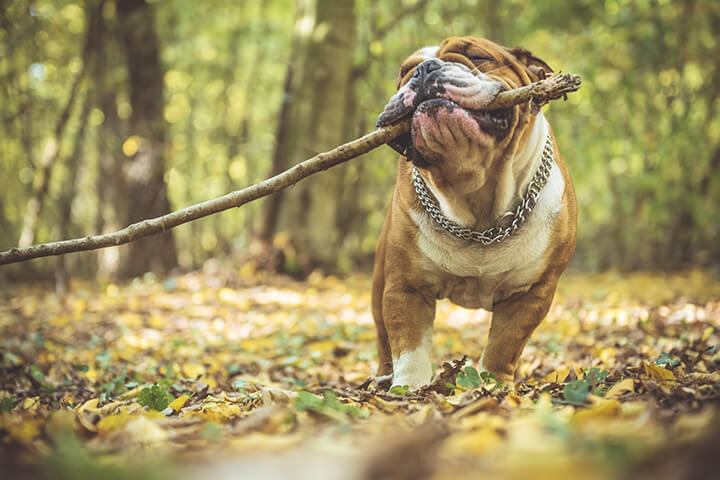 building confidence in your dog with training