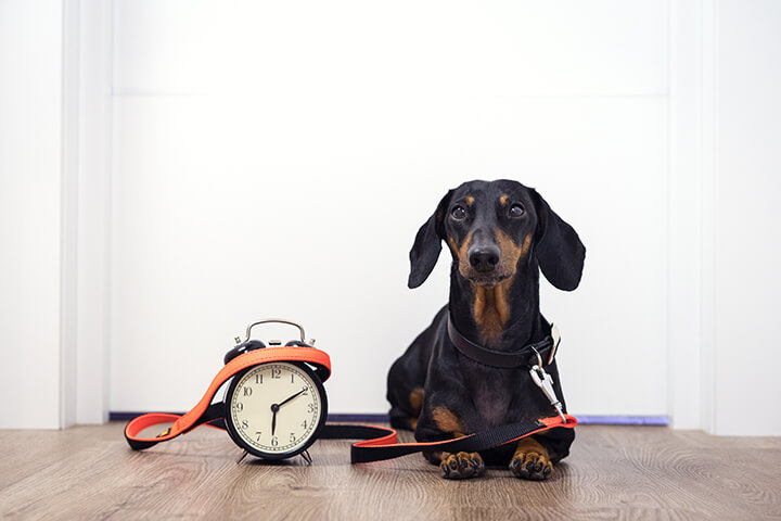 Creating a daily routine for your dog