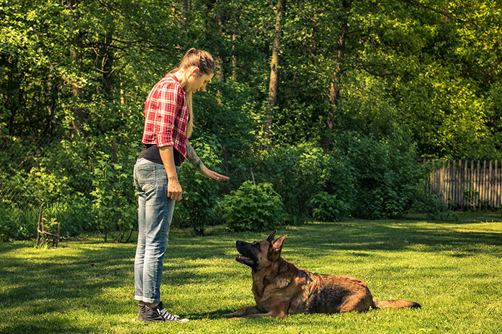 Teaching your dog how to calm down using the easy command