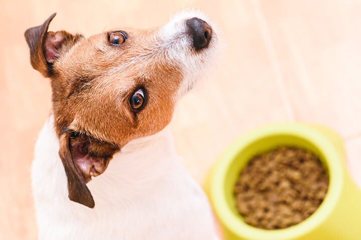 desensitizing your dog to aggressive food behaviors