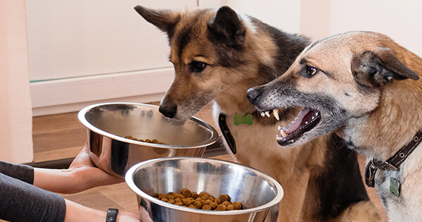 how to stop your dog's food aggression and resource guarding